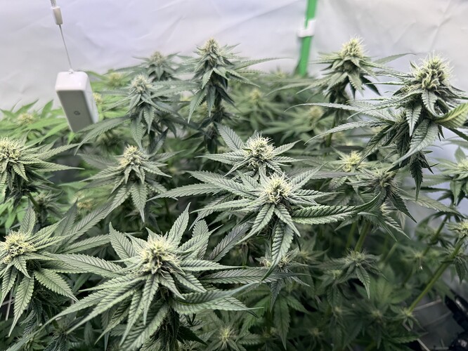 Growreport Bild 17