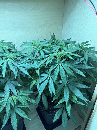 Growreport Bild 4