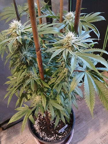 Growreport Bild 10