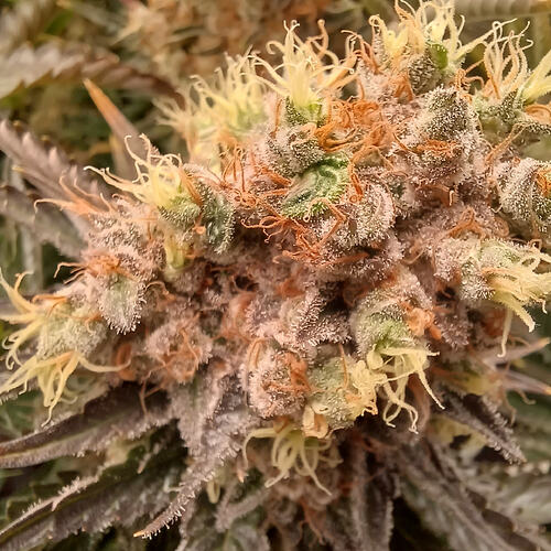 Growreport Bild 4