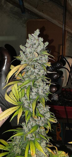 Growreport Bild 71