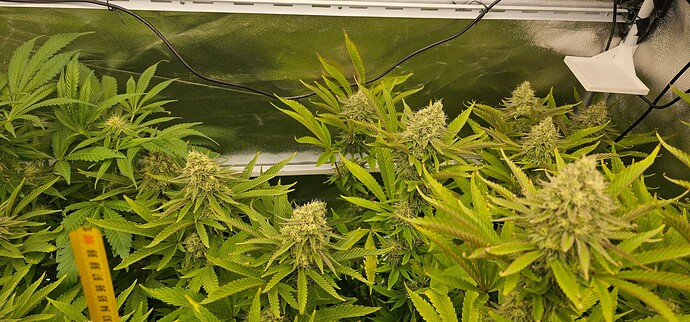 Growreport Bild 32