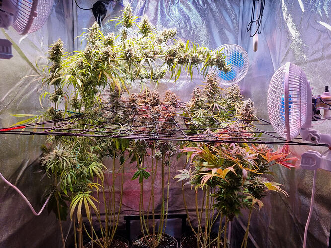 Mehrere Cannabis-Pflanzen in einem Zelt, die sich in der Blütephase befinden und von Ventilatoren beleuchtet werden.