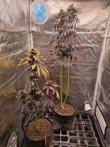 Zwei Cannabis-Pflanzen in Blüte in einem Growzelt, eine mit gelben Blättern und die andere mit dunklen, violetten Blättern. Ein Ventilator ist oben an der Zeltwand montiert.