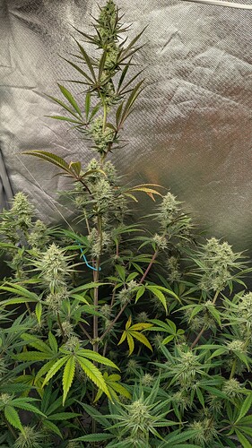 Growreport Bild 4