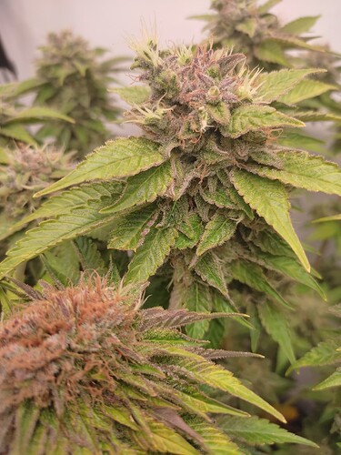 Growreport Bild 21