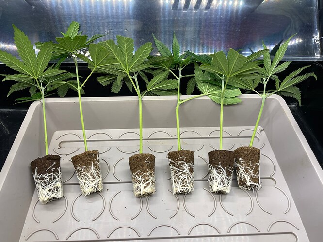 Growreport Bild 6