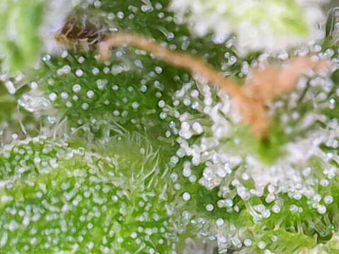 Growreport Bild 20