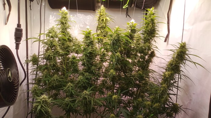 Growreport Bild 4