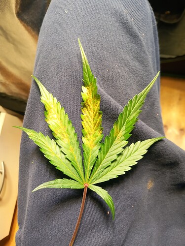 Growreport Bild 1