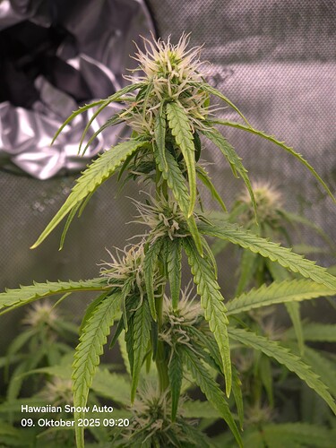 Growreport Bild 3