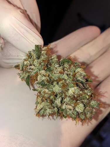 Growreport Bild 78