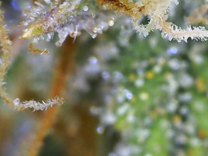 Growreport Bild 9