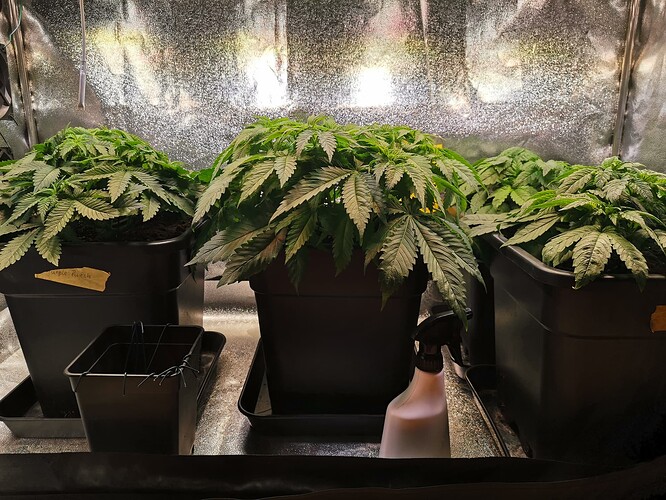 Mix grow,BT6 (2)