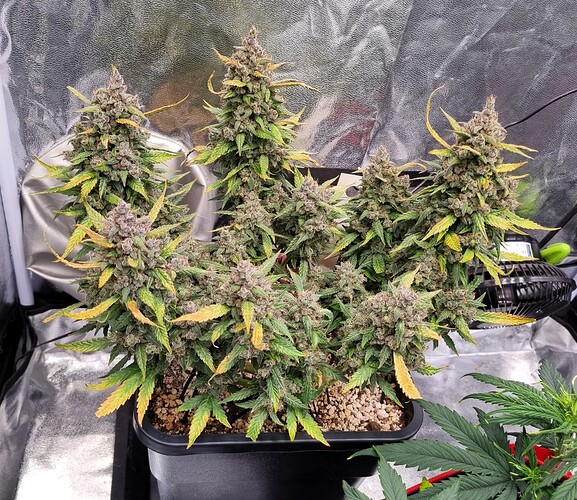 Growreport Bild 40