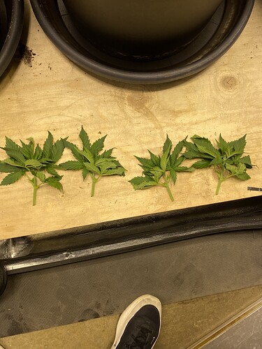 Growreport Bild 13