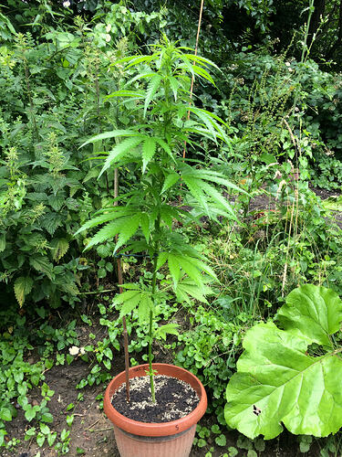 Grow26_0702_14