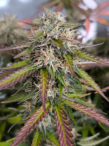 Growreport Bild 28