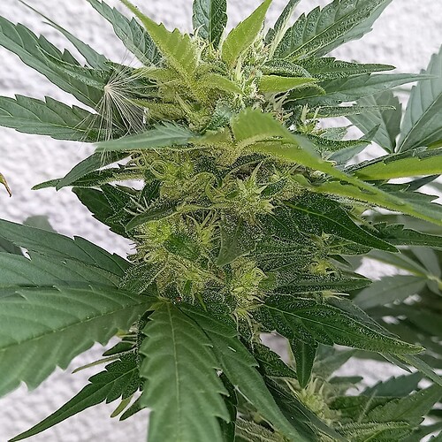 Growreport Bild 17