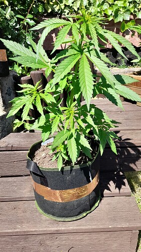 Growreport Bild 7