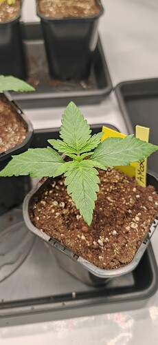 Growreport Bild 8