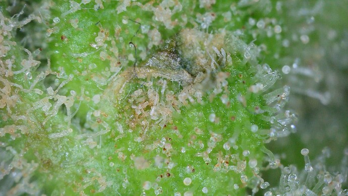 Growreport Bild 6