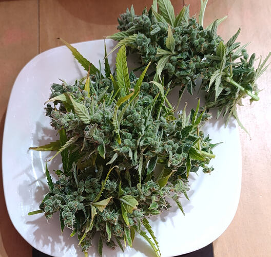 Growreport Bild 7