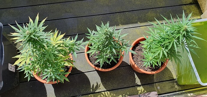 Growreport Bild 1