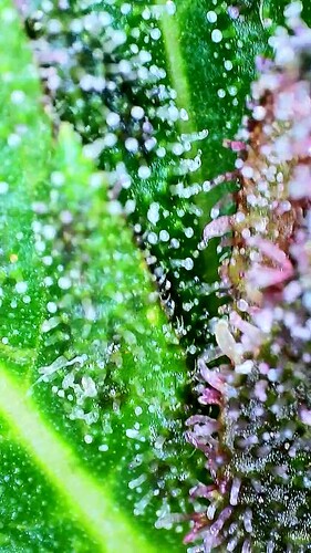 vlcsnap-2025-07-30-12h44m04s176