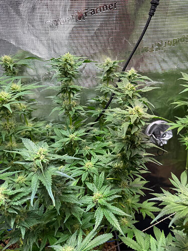 Growreport Bild 25