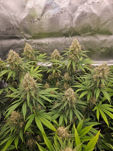 Growreport Bild 28