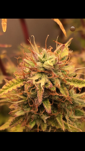 Growreport Bild 8