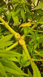 Growreport Bild 152