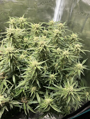 Growreport Bild 6