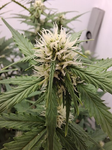 Growreport Bild 118