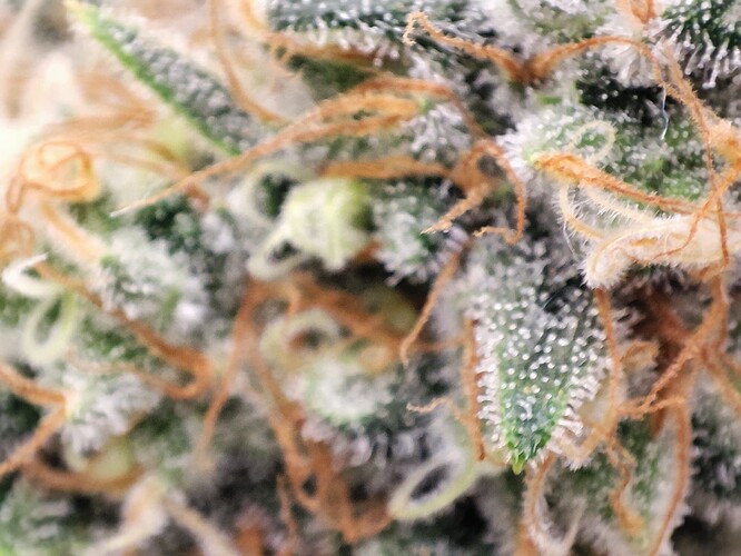 Growreport Bild 44