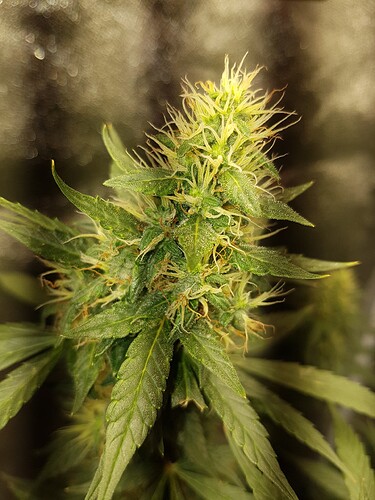 Terp2-4