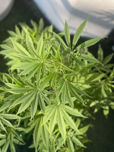 Growreport Bild 45