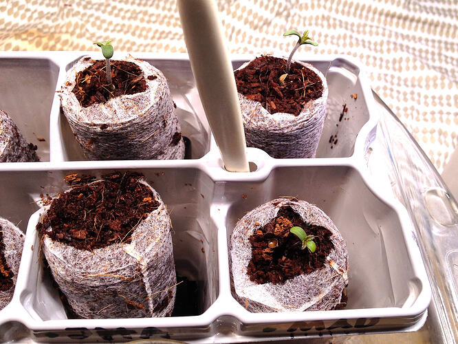 Grow26_0508_4