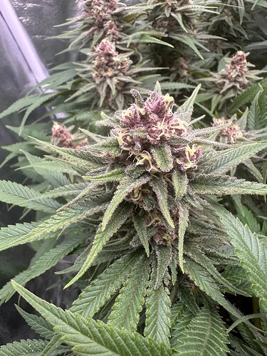 Growreport Bild 4