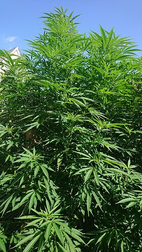 Growreport Bild 21