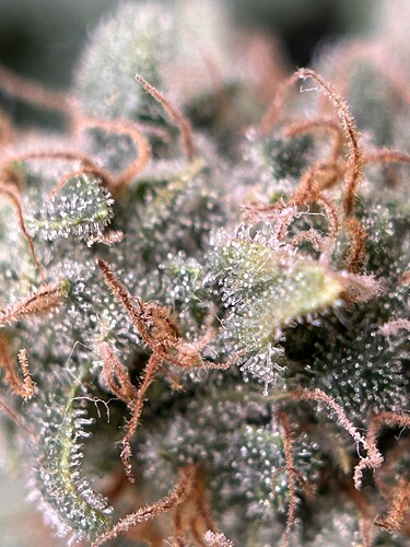 Growreport Bild 5