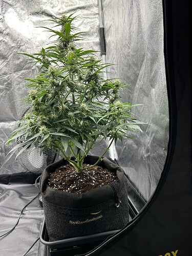 Growreport Bild 3