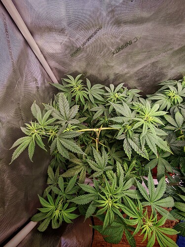 Growreport Bild 2
