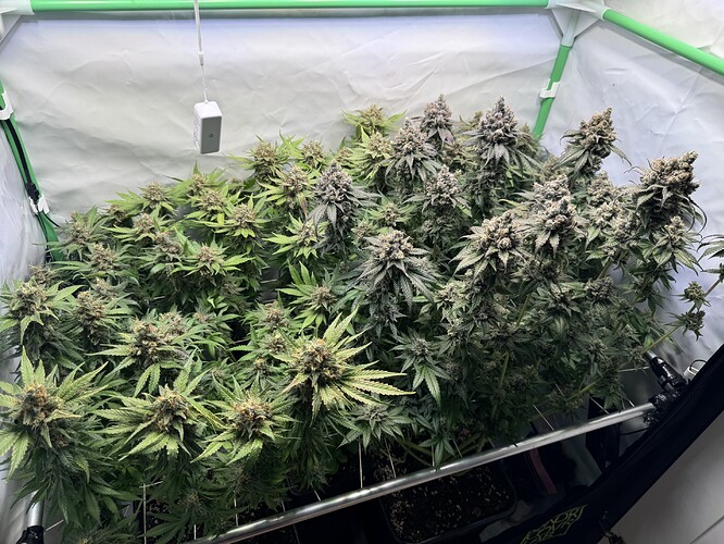 Growreport Bild 25