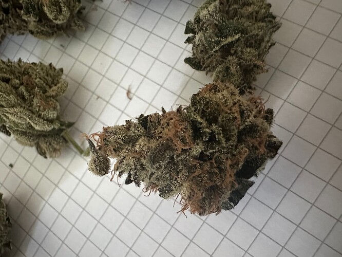 Growreport Bild 8