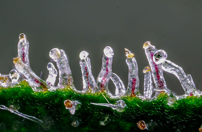 Growreport Bild 8
