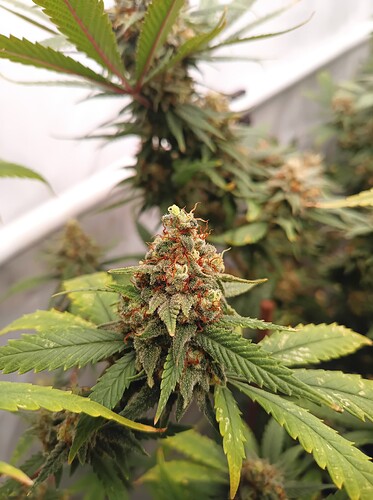 Growreport Bild 10