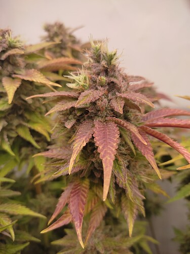 Growreport Bild 14
