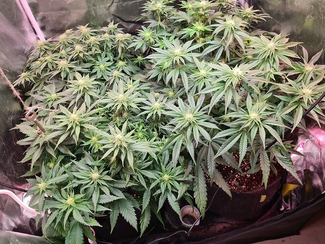 Growreport Bild 5